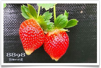 大湖草莓‧依虹高架草莓園