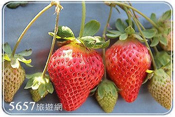 獅潭草莓‧松柏草莓園