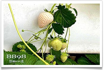 大湖草莓‧滿意高架牛奶蜜草莓農場